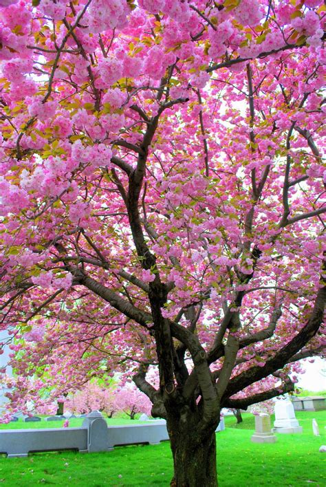 Trees with pink flowers. Things To Know About Trees with pink flowers. 